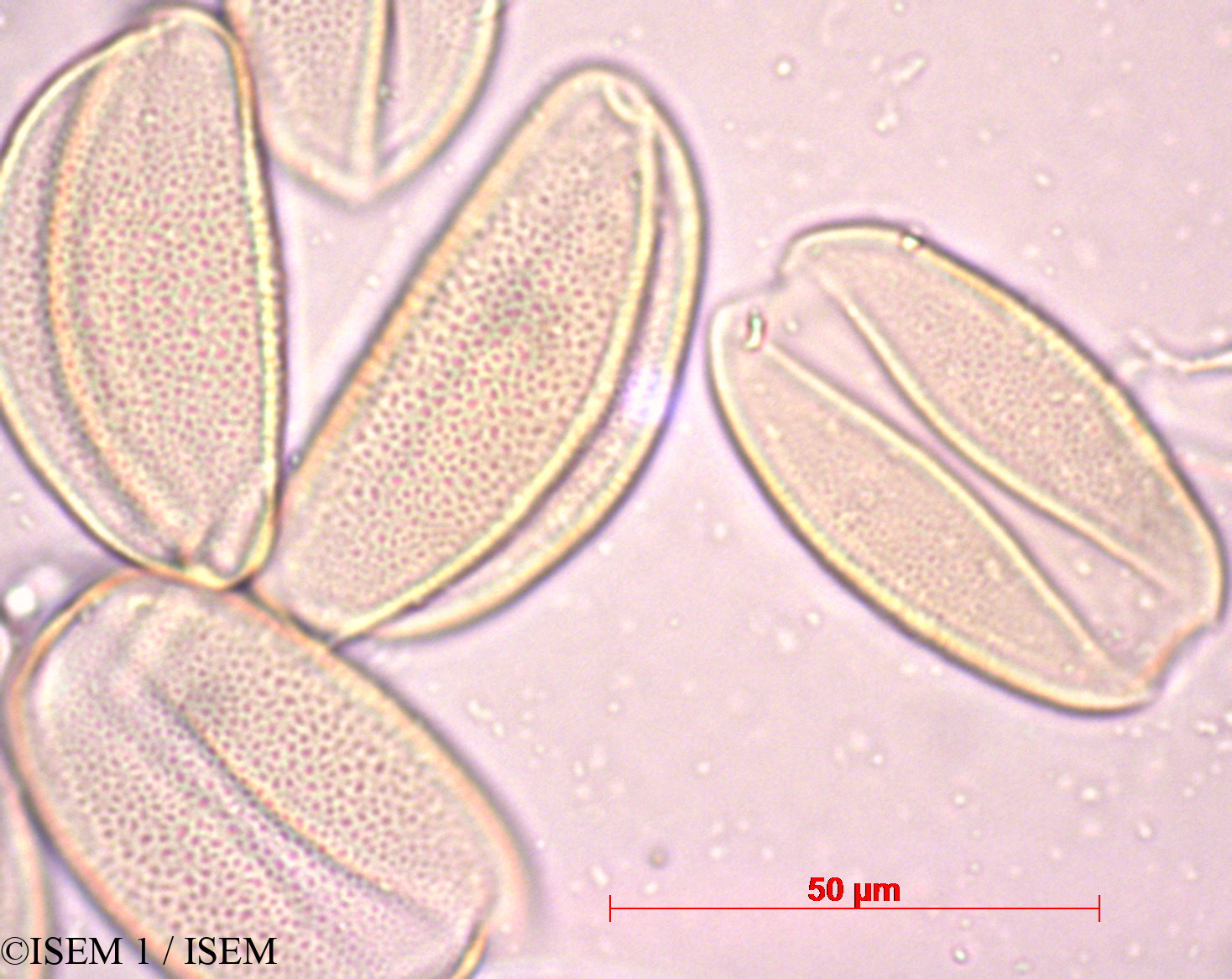 ISEM 1/Clivia_miniata_29397/Clivia_miniata_29397_0001(copy).jpg
